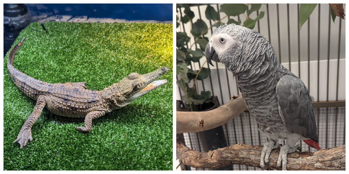 Animals Seized in Suspected Illegal Trade Investigation