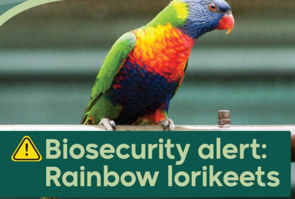 Biosecurity Alert – RAINBOW LORIKEETS