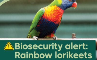 Biosecurity Alert – RAINBOW LORIKEETS