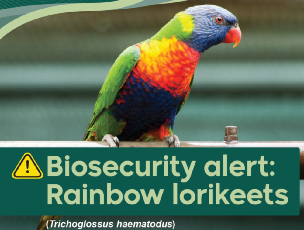 Biosecurity Alert – RAINBOW LORIKEETS
