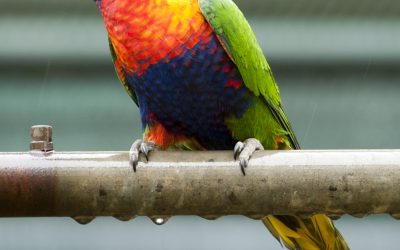 South West to Watch for Rainbow Lorikeets