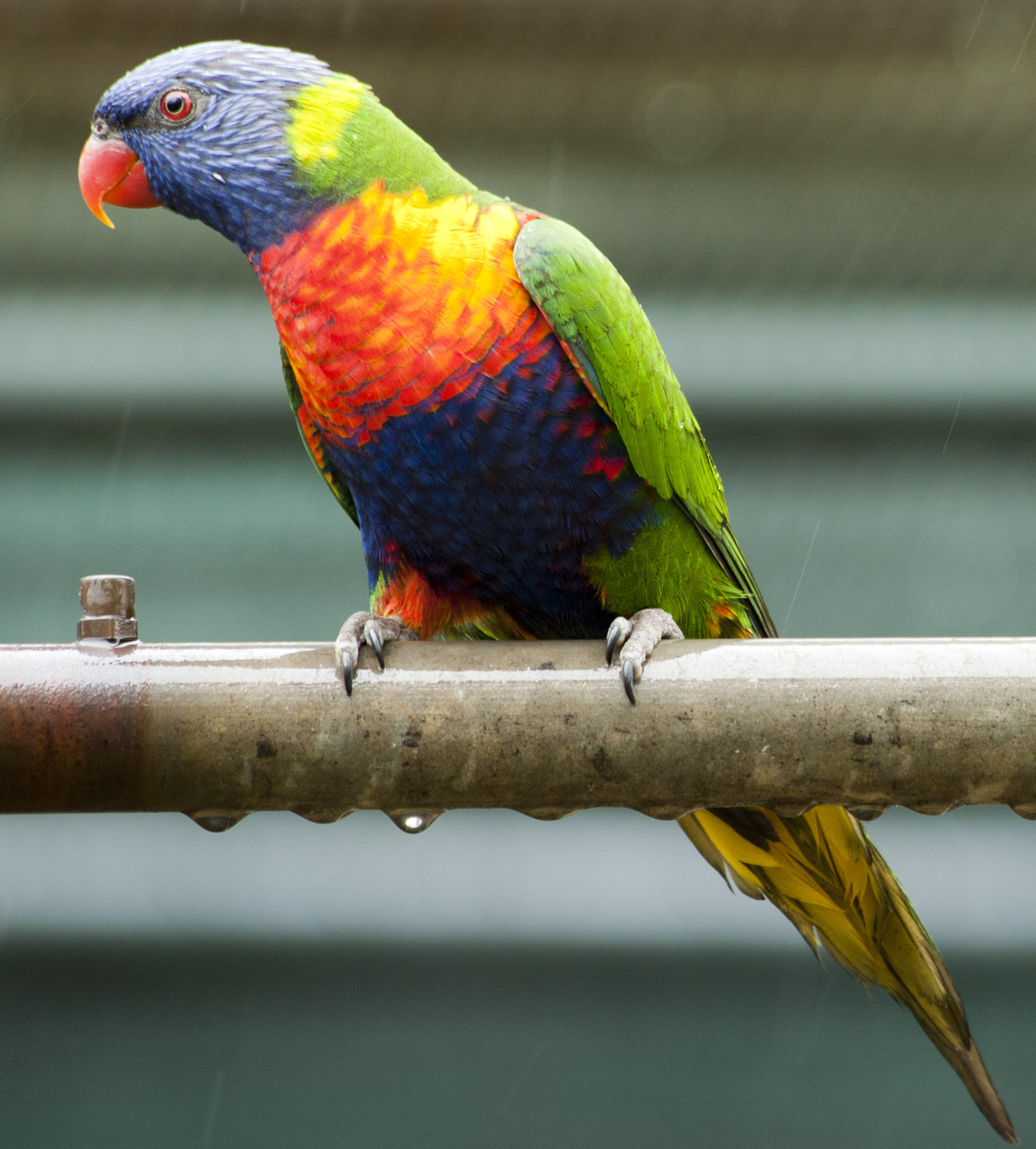 South West to Watch for Rainbow Lorikeets