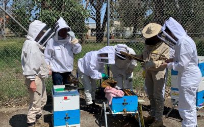 New Team to Support WA Bee Industry for Protection from Varroa Mite