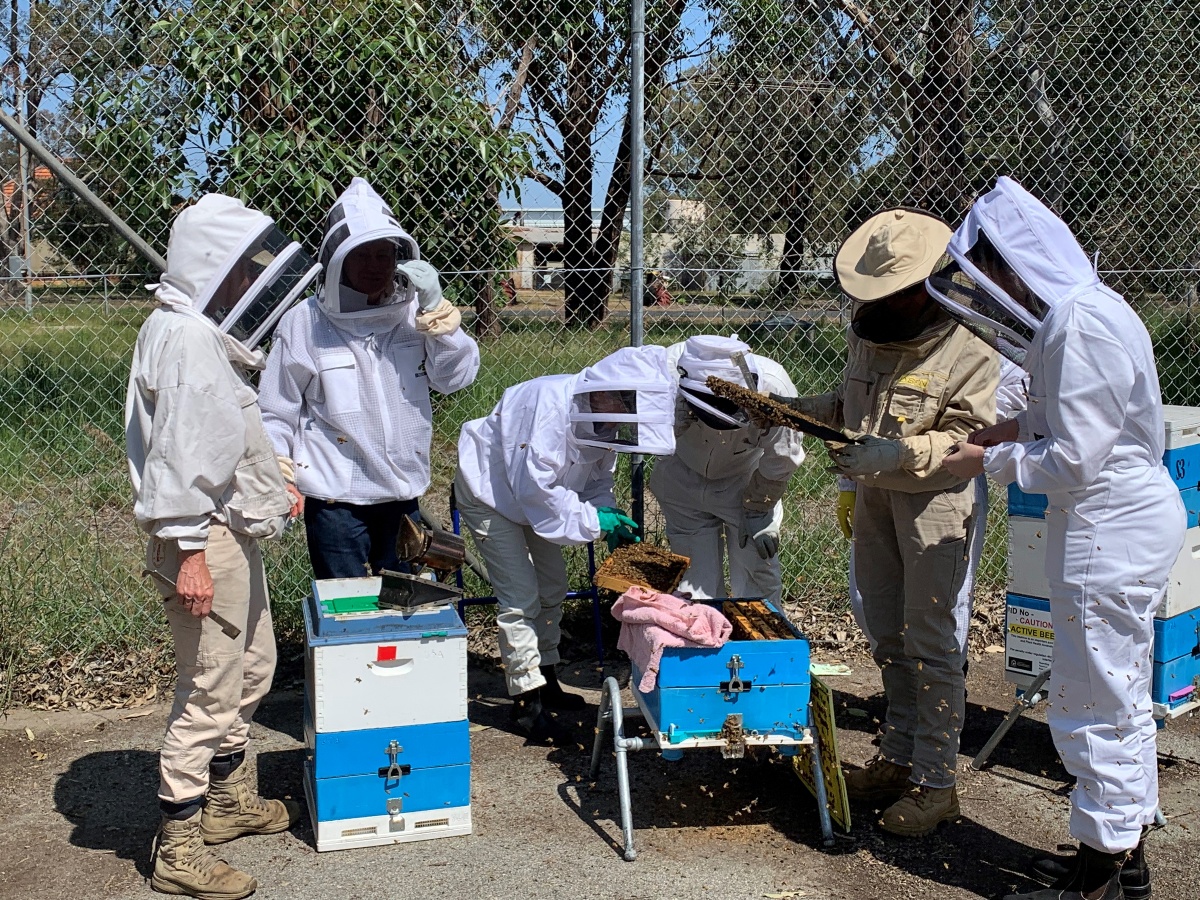 New Team to Support WA Bee Industry for Protection from Varroa Mite