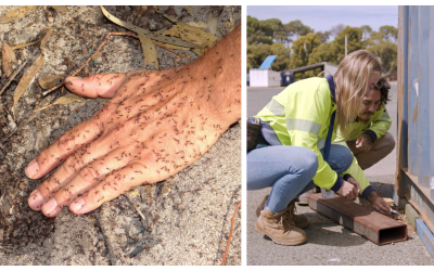 Invasive pest browsing ant eradicated from WA