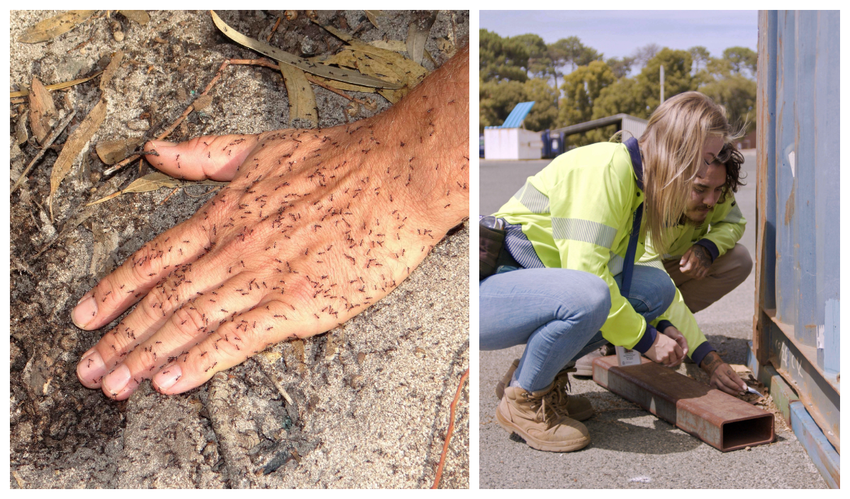 Invasive pest browsing ant eradicated from WA