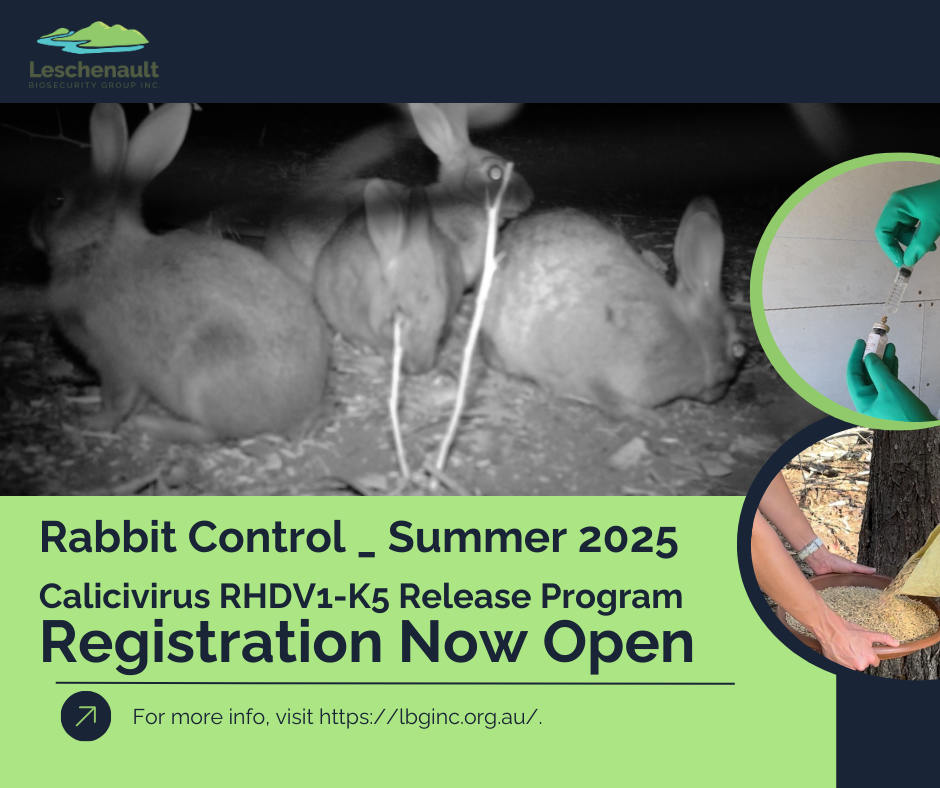 Calicivirus RHDV1-K5 Summer 2024-2025 Release Program