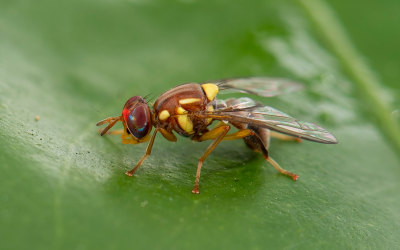 Queensland Fruit Fly Detected in Perth’s Southern Suburbs