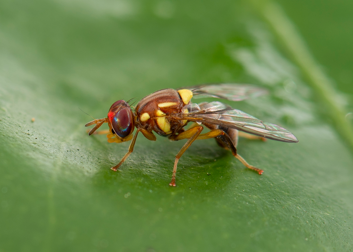 Queensland Fruit Fly Detected in Perth’s Southern Suburbs