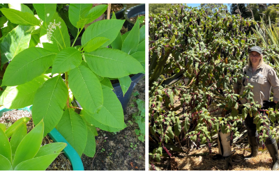 Biosecurity Alert – Be on lookout for invasive pokeweed