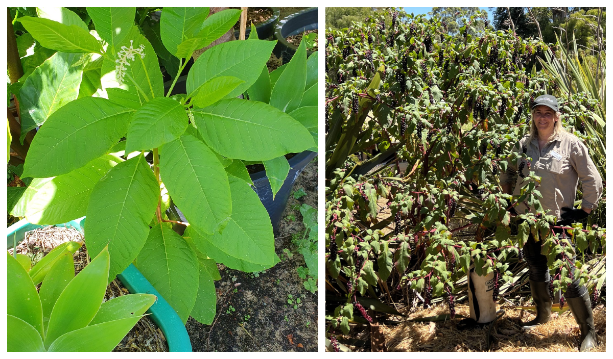 Biosecurity Alert – Be on lookout for invasive pokeweed