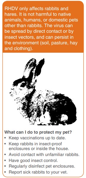 DPIRD K5 Species-SpecificProtectYOURbunny