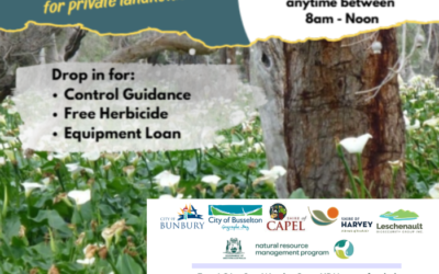Got Arum Lily? Join Us in Arum Lily Control Drop-In Event