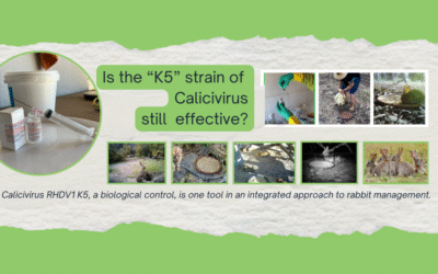 Calicivirus RHDV1 K5 – is this still an effective tool for rabbit management?