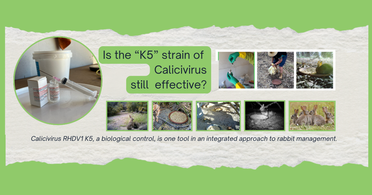 Calicivirus RHDV1 K5 – is this still an effective tool for rabbit management?