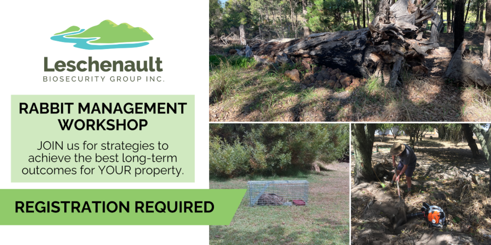 JOIN US for a practical Rabbit Management Workshop