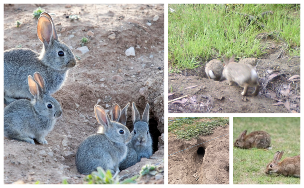 European Rabbit Pest European Rabbit (Oryctolagus cuniculus) | Leschenault Biosecurity