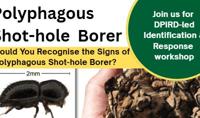 PSHB – Join in DPIRD led Workshop – Protecting our trees starts with knowing what to look for